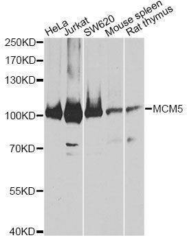 Anti-MCM5 Antibody