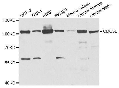 Anti-CDC5L Antibody