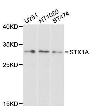 Anti-STX1A Antibody
