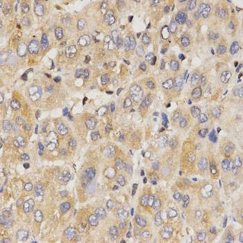 Anti-Eif2ak2 Antibody