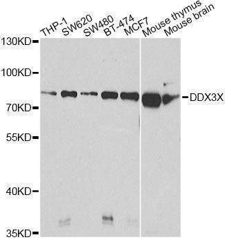 Anti-DDX3X Antibody