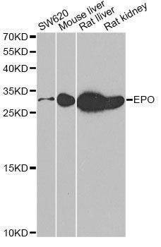 Anti-EPO Antibody