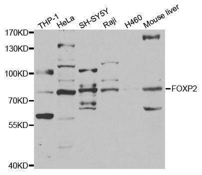 Anti-FOXP2 Antibody