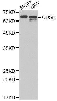 Anti-CD58 Antibody
