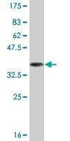 Anti-CNTNAP4 Antibody