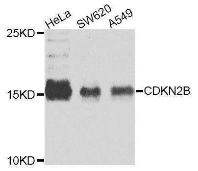 Anti-CDKN2B Antibody