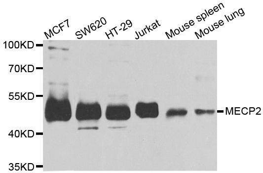 Anti-MECP2 Antibody