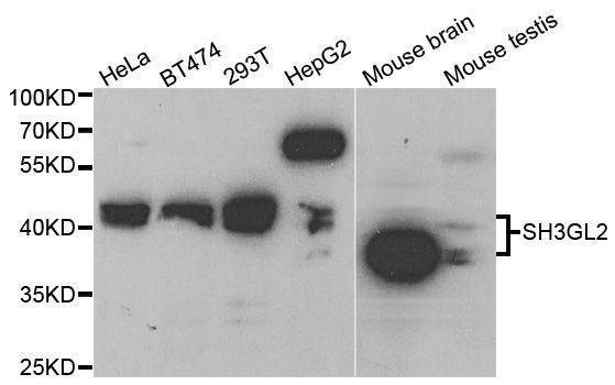 Anti-SH3GL2 Antibody
