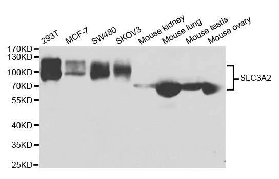 Anti-SLC3A2 Antibody