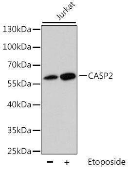 Anti-CASP2 Antibody
