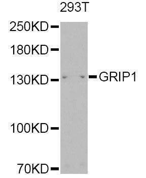 Anti-GRIP1 Antibody