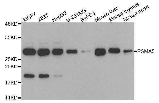 Anti-PSMA5 Antibody