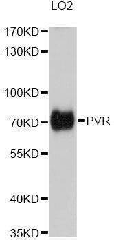 Anti-PVR Antibody
