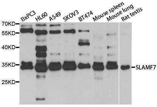 Anti-SLAMF7 Antibody