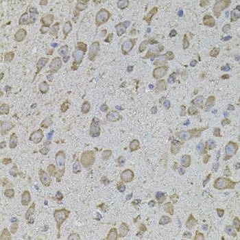 Anti-Mouse/Rat COL1A2 Antibody