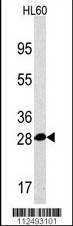 Anti-PSMA5 (Center) Antibody