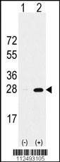 Anti-PSMA5 (Center) Antibody