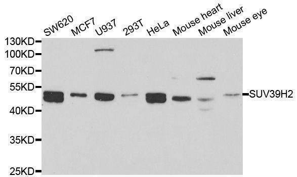 Anti-SUV39H2 Antibody
