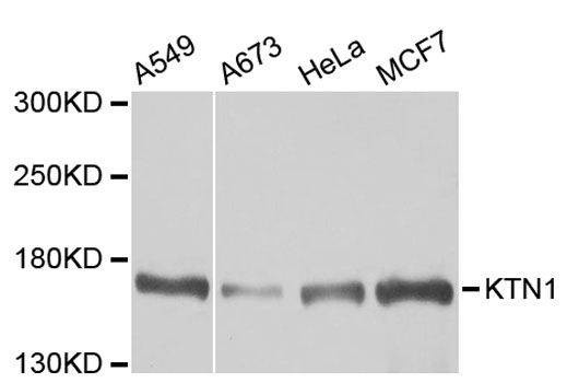 Anti-KTN1 Antibody