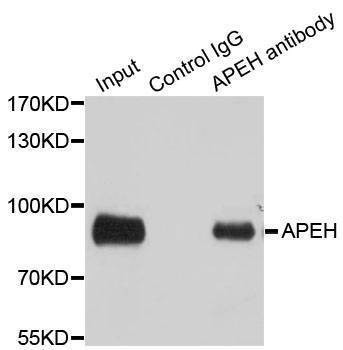 Anti-APEH Antibody