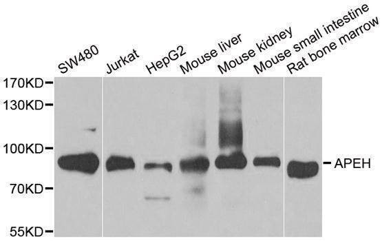 Anti-APEH Antibody