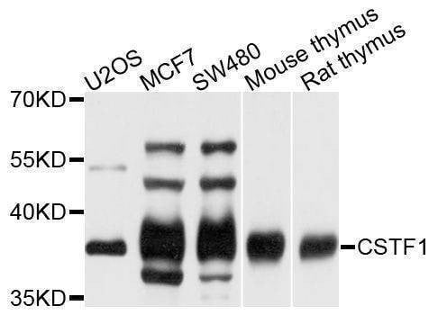 Anti-CSTF1 Antibody