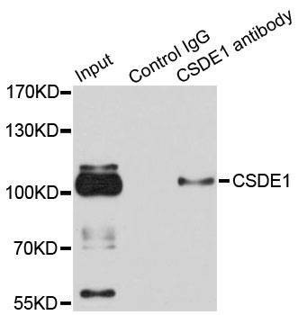 Anti-CSDE1 Antibody