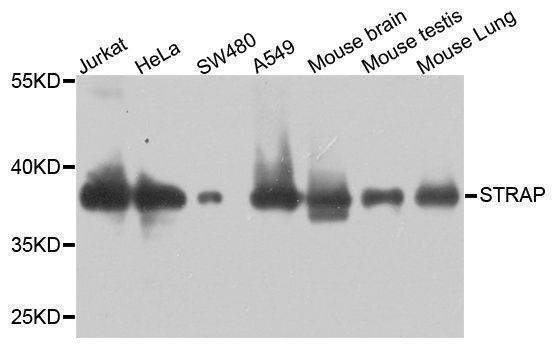 Anti-STRAP Antibody