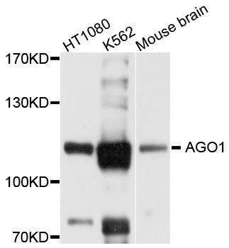 Anti-AGO1 Antibody