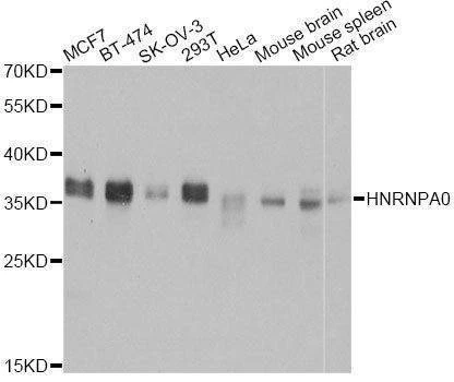 Anti-HNRNPA0 Antibody