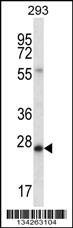 Anti-BCAS2 (N-term) Antibody
