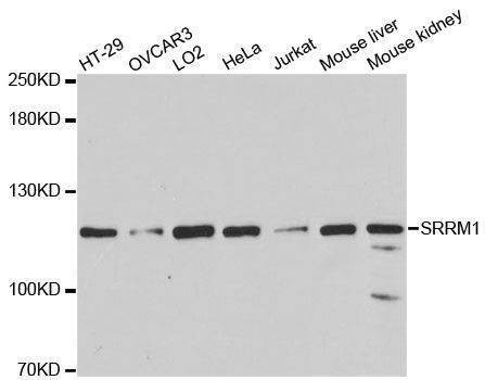 Anti-SRRM1 Antibody