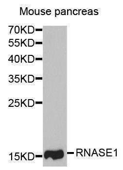 Anti-RNASE1 Antibody