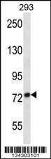 Anti-ADAM32 (N-term) Antibody