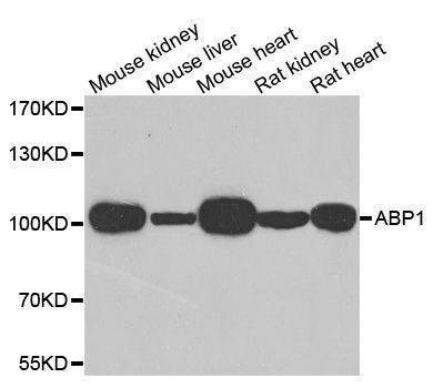 Anti-AOC1 Antibody