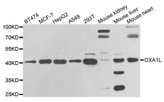 Anti-OXA1L Antibody