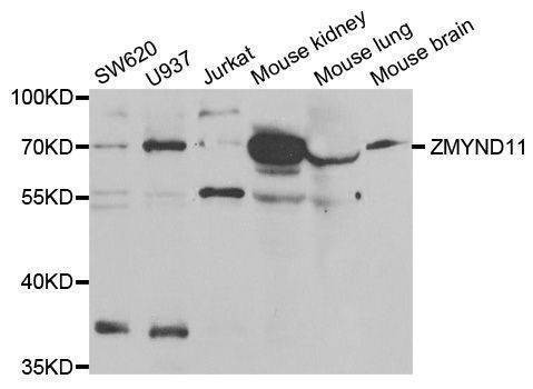 Anti-ZMYND11 Antibody