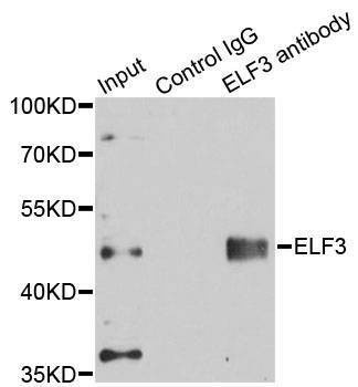 Anti-ELF3 Antibody