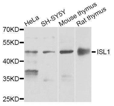 Anti-ISL1 Antibody