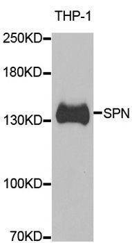 Anti-SPN Antibody