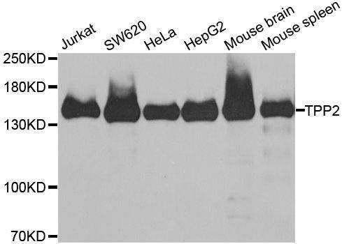 Anti-TPP2 Antibody