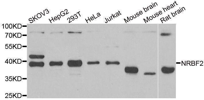 Anti-NRBF2 Antibody