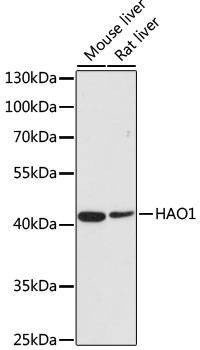 Anti-HAO1 Antibody