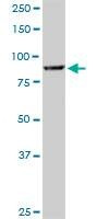 Anti-COG3 Antibody
