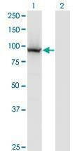 Anti-COG3 Antibody