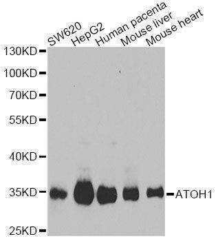 Anti-ATOH1 Antibody