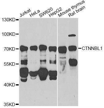 Anti-CTNNBL1 Antibody