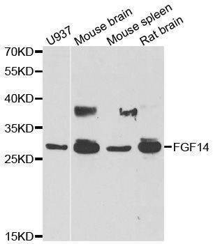 Anti-FGF14 Antibody