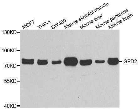 Anti-GPD2 Antibody