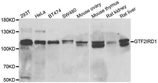 Anti-GTF2IRD1 Antibody